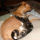 Dog cat2