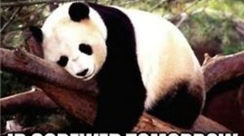 Timeline: Mi plan para universidad