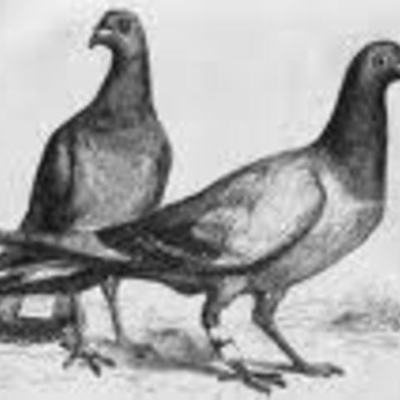 Timeline: History Of Mailing