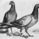 Big pigeon image