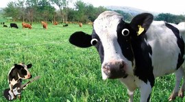 Timeline: Meat Cows vs Dairy Cows