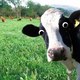 Crazy cow
