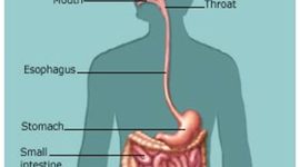 Timeline: Urinary System