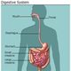 Yourdigestivesystem digestivesystem