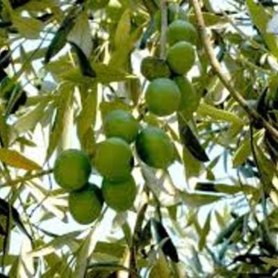 Timeline: Η καλλιέργεια της ελιάς