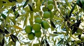 Timeline: Η καλλιέργεια της ελιάς
