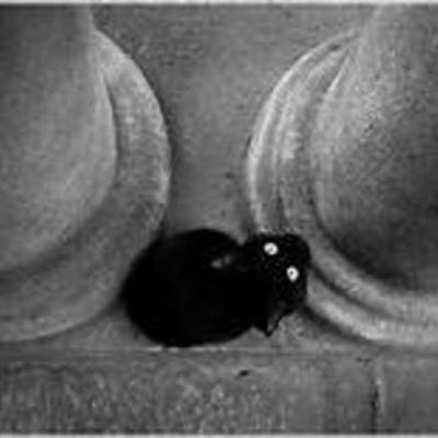 Timeline: The Origin Of The Felis Silvetris Catus