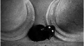 Timeline: The Origin Of The Felis Silvetris Catus