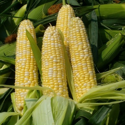 Timeline: corn