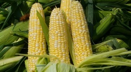Timeline: corn