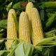 Sweet corn