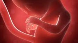 Timeline: pregnancy during month five