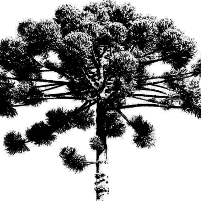 Timeline: História da Música Curitibana no Séc XX