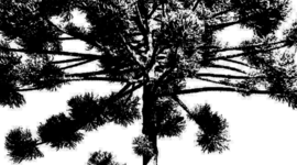 Timeline: História da Música Curitibana no Séc XX