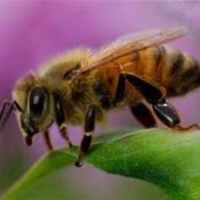 Timeline: The Secret Life of Bee's Timeline of 1964