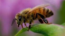 Timeline: The Secret Life of Bee's Timeline of 1964