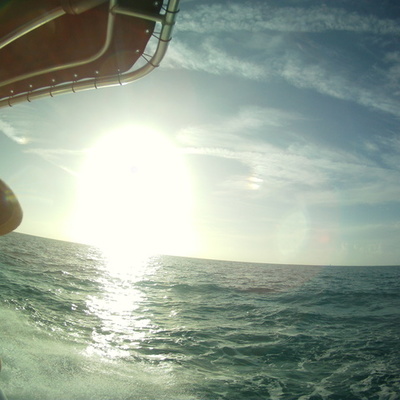 Timeline: Evolution of Swimming