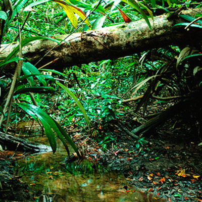 Timeline: Deforestation of the amazon