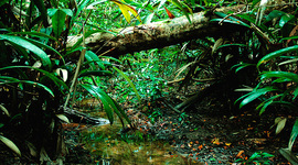 Timeline: Deforestation of the amazon