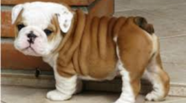 Timeline: Mackenzie      The 13 Colonies