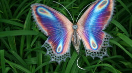 Timeline: Ava's  13 colonies time