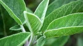 Timeline: Re-potting