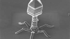 Timeline: Ambialgia Timeline