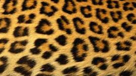 Timeline: Rustic Lane in the Year 2020