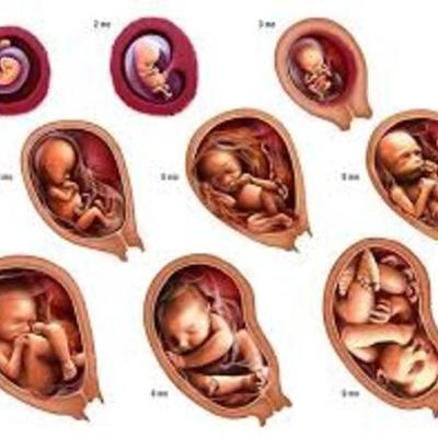 Timeline: Prenatal development