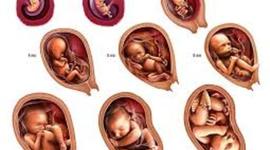 Timeline: Prenatal development