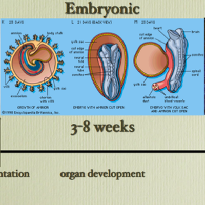 Timeline: Prenatal Development