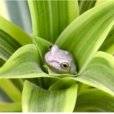 Timeline: SPONTANEOUS GENERATION - bio 2