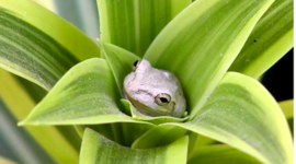 Timeline: SPONTANEOUS GENERATION - bio 2