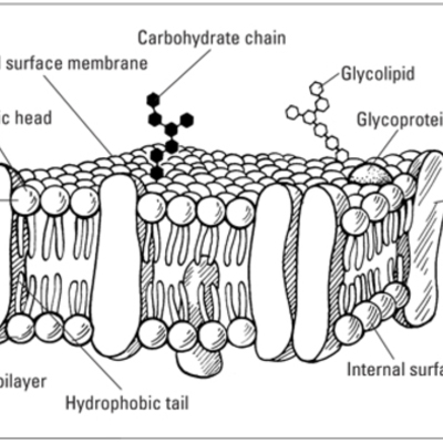 Timeline: Historical Development Of Cells