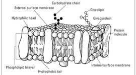 Timeline: Historical Development Of Cells