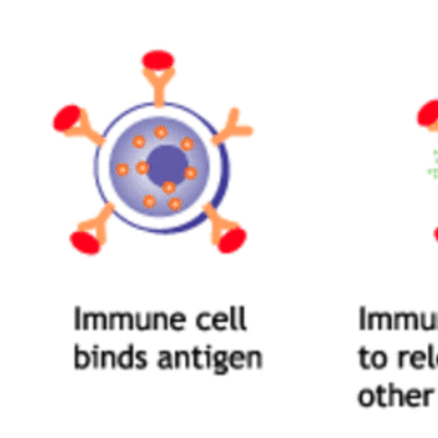 Timeline: The Immune System