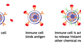 Timeline: The Immune System