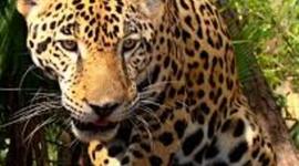 Timeline: JWES In The Year 2020