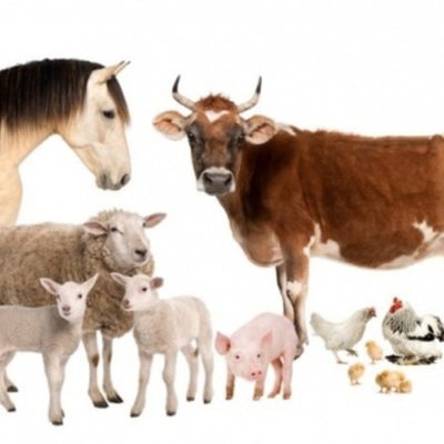 Timeline: Historia de la Medicina Veterinaria y Zootecnia