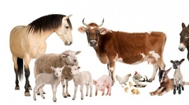 Timeline: Historia de la Medicina Veterinaria y Zootecnia