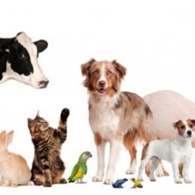 Timeline: Historia de la Veterinaria