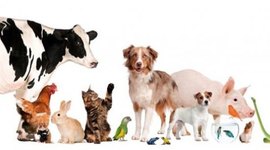 Timeline: Historia de la Veterinaria