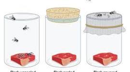 Timeline: Spontaneous Generation