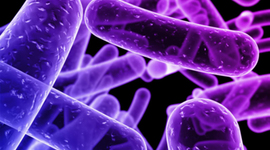 Timeline: The development of microbiology