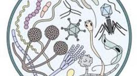 Timeline:  History of microbiology