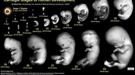 Timeline: embriología