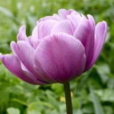 Timeline: How America got Started ~ Gwen