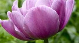 Timeline: How America got Started ~ Gwen