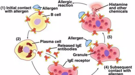Timeline: Immune System