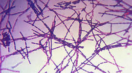 Timeline: linea de tiempo microbiologia(JUAN DIEGO JIMENEZ 55713052)